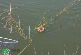 立夏好釣魚嗎？立夏怎么釣魚？
