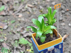 立夏種什么菜？立夏適合種什么？