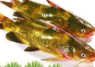 嘎魚多少錢一斤？野生黃嘎魚多少錢一斤