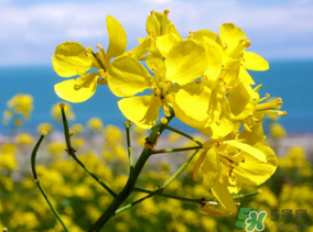 五月份還有油菜花嗎？5月份還有油菜花嗎？