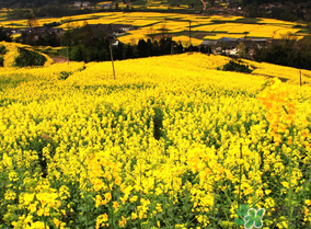 五月份還有油菜花嗎？5月份還有油菜花嗎？