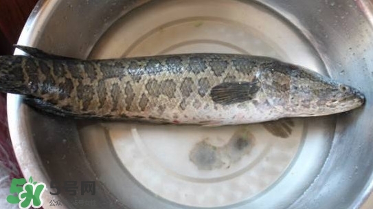 黑魚是什么魚？黑魚是鯰魚嗎