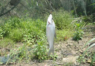 立夏好釣魚嗎？立夏怎么釣魚？