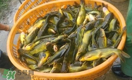 黃顙魚不能和什么一起吃？黃顙魚不能與什么同吃？