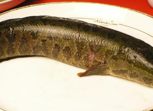 黑魚(yú)是海鮮嗎？黑魚(yú)是外來(lái)物種嗎