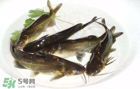 黃辣丁怎么殺？黃辣丁怎么處理