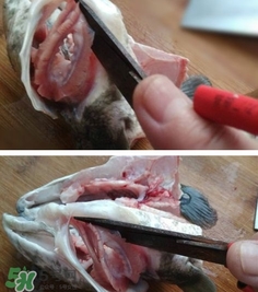 黑魚怎么切片？黑魚如何切魚片