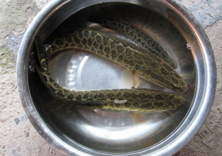 黑魚是什么魚？黑魚是鯰魚嗎