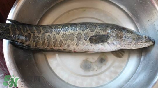 黑魚怎么抓？怎么捕捉黑魚