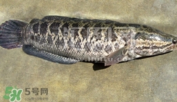 生魚是什么魚？生魚片是什么魚