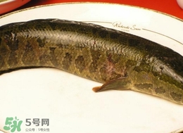 黑魚(yú)怎么做好吃？黑魚(yú)湯的做法