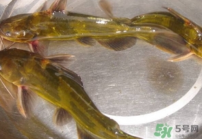 嘎魚(yú)是海魚(yú)嗎？嘎魚(yú)是什么魚(yú)