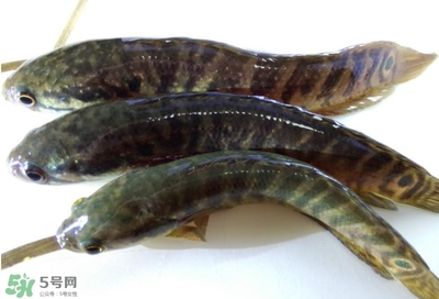 烏鱧魚多少錢一斤？烏鱧價(jià)格