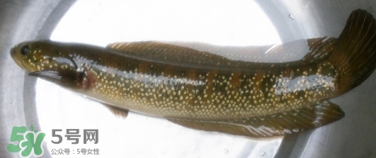 烏鱧魚多少錢一斤？烏鱧價(jià)格