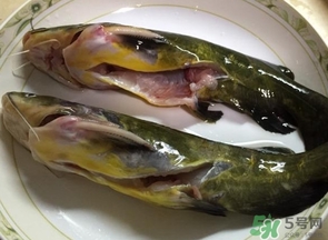 嘎魚是鯰魚嗎？嘎魚是黃辣丁嗎