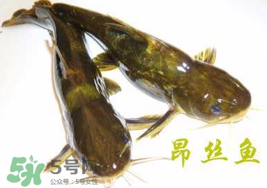 黃顙魚不能和什么一起吃？黃顙魚不能與什么同吃？