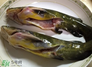 黃辣丁多少錢一斤？野生黃辣丁多少錢一斤