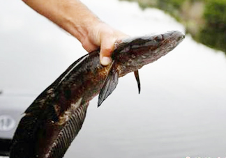 黑魚是發(fā)物嗎？黑魚是不是發(fā)物