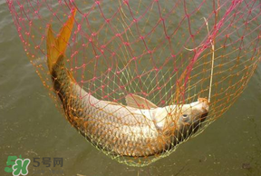 立夏怎么釣鯉魚？立夏釣鯉魚用什么餌料？