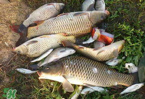 立夏怎么釣鯉魚？立夏釣鯉魚用什么餌料？