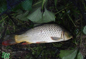 立夏怎么釣鯉魚？立夏釣鯉魚用什么餌料？
