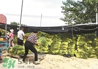 怎樣腌蒜苔容易儲(chǔ)存？怎樣腌蒜苔放的時(shí)間長(zhǎng)