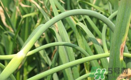 蒜薹什么時候采收？蒜薹什么時間抽