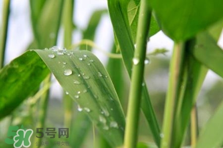 包粽子的葉子叫什么？包粽子的葉子怎么處理？