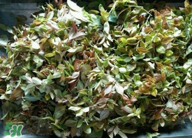 烏樹葉怎么做？烏樹葉怎么做好吃又簡(jiǎn)單？
