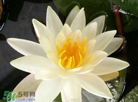 ?立夏是夏天嗎？?立夏是夏天的開始嗎？