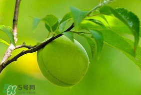 青梅不能和什么一起吃？青梅和什么相克？