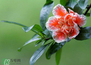 立夏開什么花？立夏有什么花？