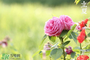 立夏開什么花？立夏有什么花？
