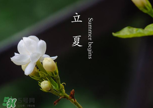 立夏開什么花？立夏有什么花？