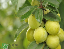 立夏嘗三新指的是什么？立夏嘗新活動(dòng)