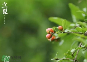立夏要注意什么？立夏養(yǎng)生禁忌