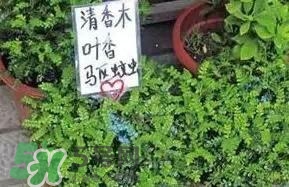 寶寶驅(qū)蚊產(chǎn)品哪個(gè)好？寶寶驅(qū)蚊用什么好？