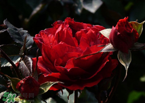 母親節(jié)可以送玫瑰花嗎？母親節(jié)送幾朵玫瑰花好？