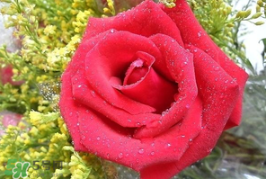 母親節(jié)可以送玫瑰花嗎？母親節(jié)送幾朵玫瑰花好？