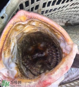天價魚賣出347萬 金錢鳘為什么這么貴？