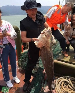 天價魚賣出347萬 金錢鳘為什么這么貴？