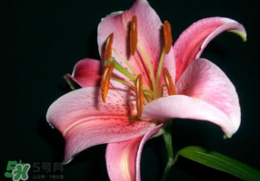 母親節(jié)可以送百合嗎？送母親百合花該送幾朵？
