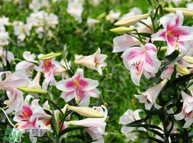 母親節(jié)可以送百合嗎？送母親百合花該送幾朵？