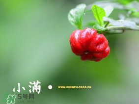 小滿是什么節(jié)氣？小滿是第幾個(gè)節(jié)氣？