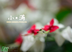小滿是什么節(jié)氣？小滿是第幾個(gè)節(jié)氣？