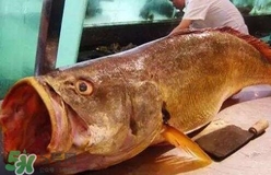 黃唇魚(yú)可以養(yǎng)殖嗎？黃唇魚(yú)能養(yǎng)殖嗎？