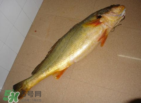 黃唇魚是黃花魚嗎？黃唇魚是黃魚嗎？