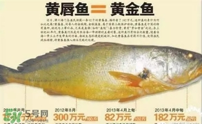 黃唇魚是什么魚？黃唇魚是淡水魚嗎
