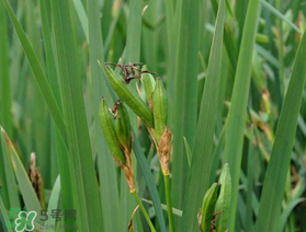 端午節(jié)為什么要掛菖蒲？端午節(jié)掛菖蒲的好處