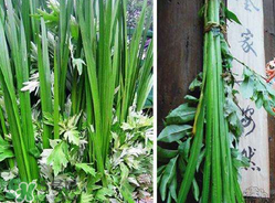 端午節(jié)為什么要掛菖蒲？端午節(jié)掛菖蒲的好處